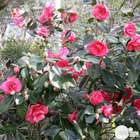 Camellia japonica : H 25/30 cm, ctr 2 Litres