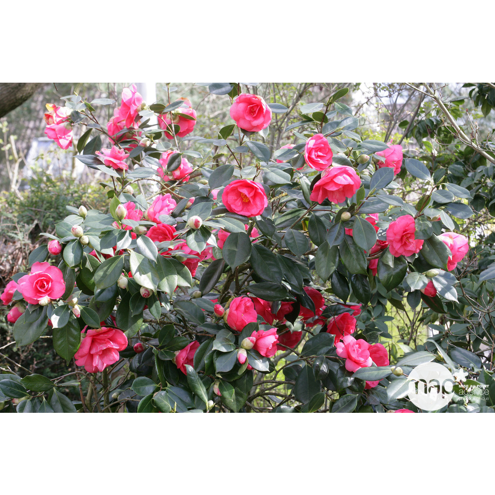 Camellia japonica : H 25/30 cm, ctr 2 Litres