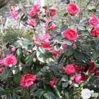 Camellia japonica : H 50/60 cm, ctr 7 Litres, pot décoratif