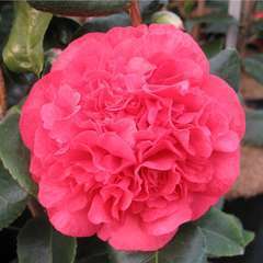 Camellia japonica : H 70/80 cm, ctr 15 Litres | Truffaut