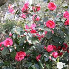Camellia japonica : H 80/100 cm, ctr 20 Litres | Truffaut