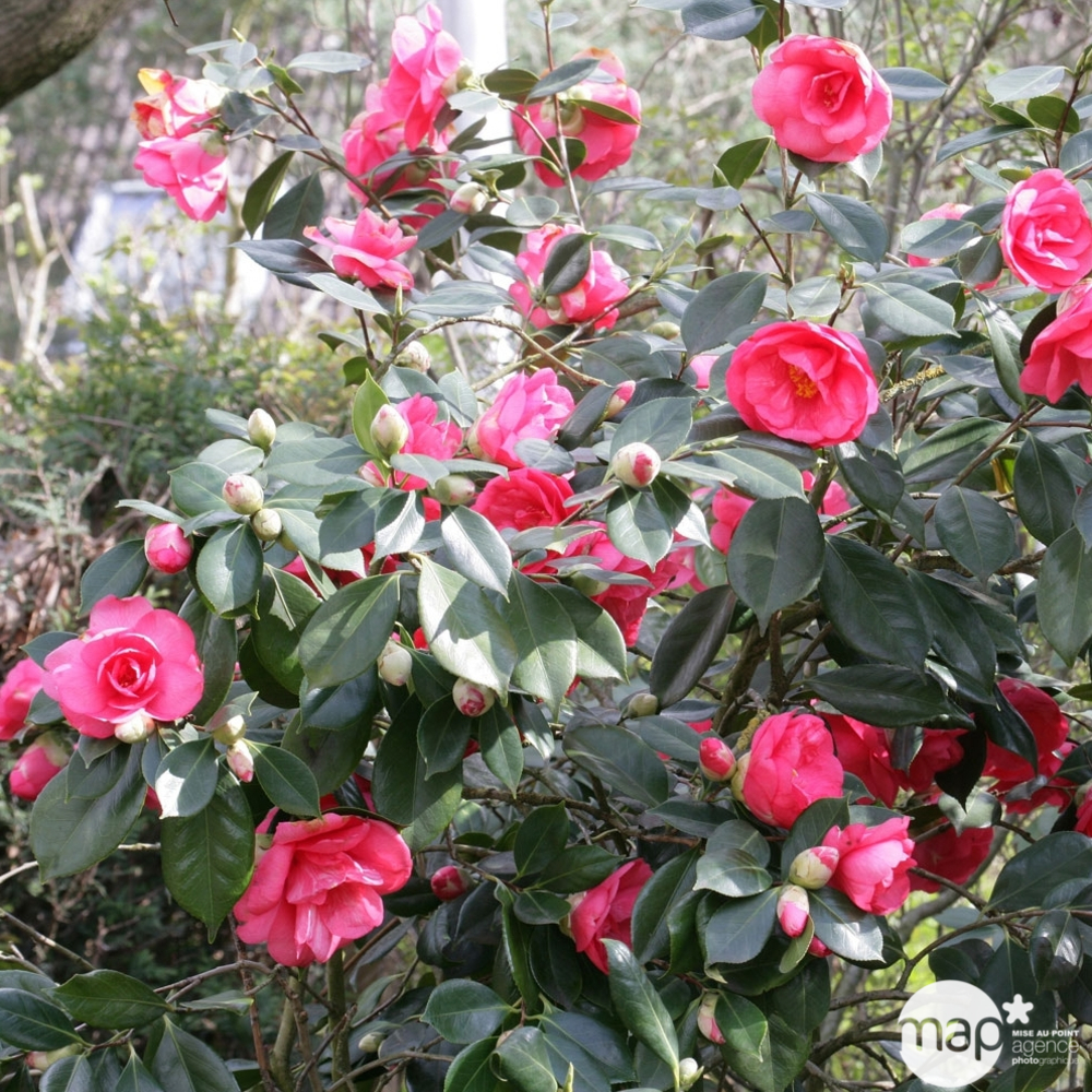 Camellia japonica : H 80/100 cm, ctr 20 Litres