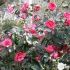 Camellia japonica:Variétés variables h.30/40cm C3L