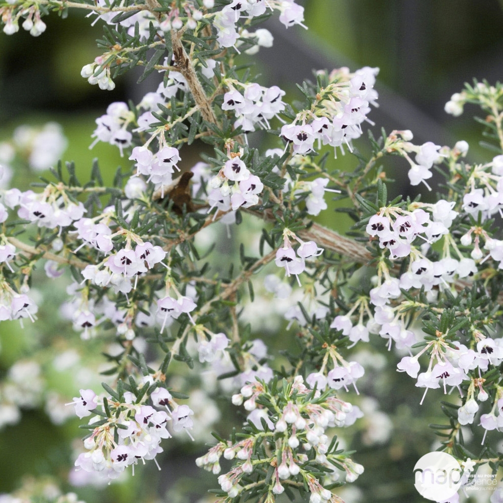 Erica arborea : H 30/40 cm, ctr 3 L