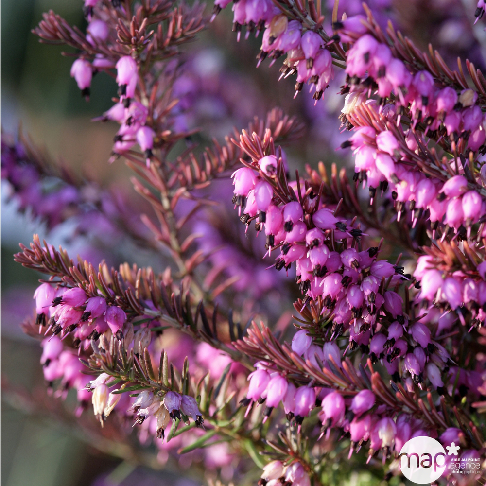 Erica darleyensis hiver : ctr 1 L