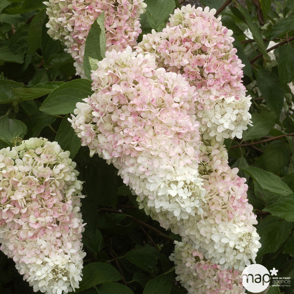 Hydrangea macrophylla, ctr 3 L