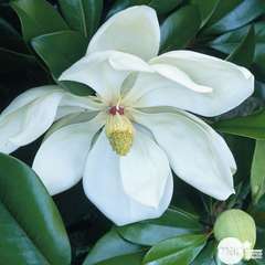 Magnolia Grandiflora : pot 7 litres - H. 60/80 cm