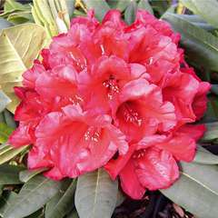 Rhododendron hybride : C.7L 40/50 - Coloris variables