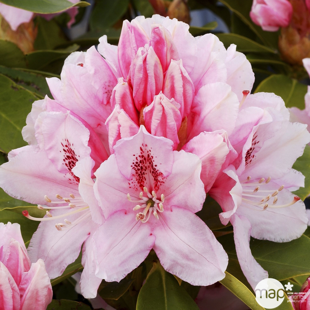Rhododendron hybride, C.5L, H 30/40