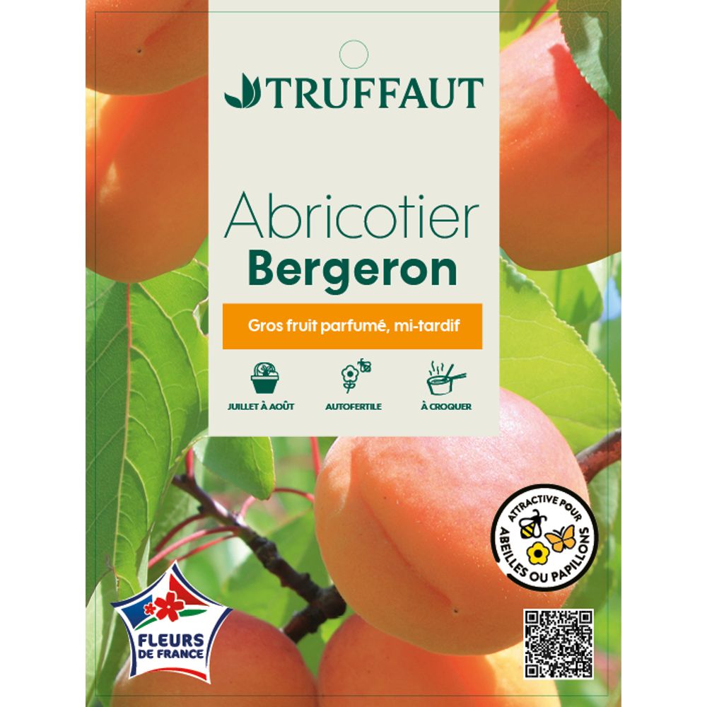 Abricotier Bergeron : fuseau 3ans