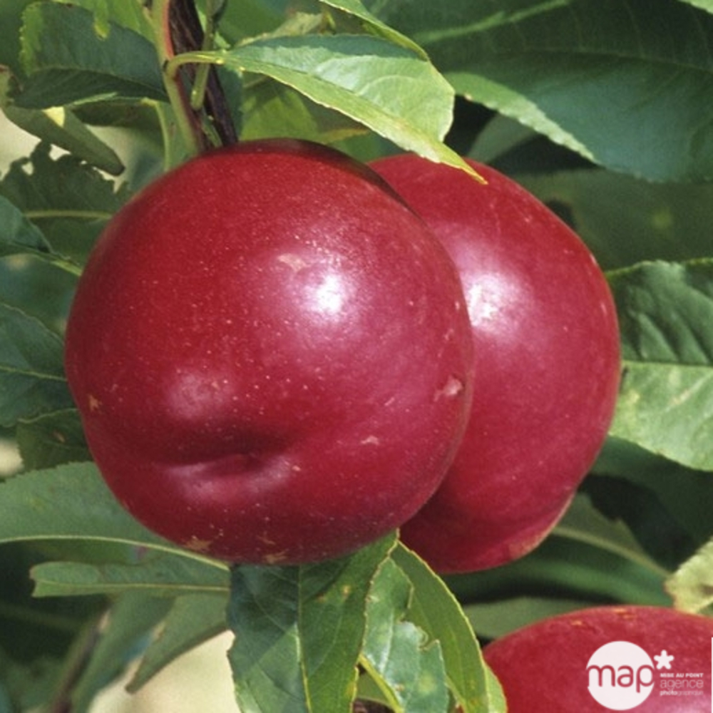 Brugnon Morton : gobelet 3 ans d'âge ctr 12 litres