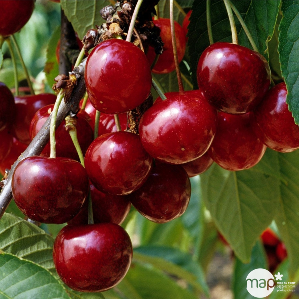 Cerisier bigarreau géant d' Hedelfingen : gobelet 3 ans d'âge ctr 12L