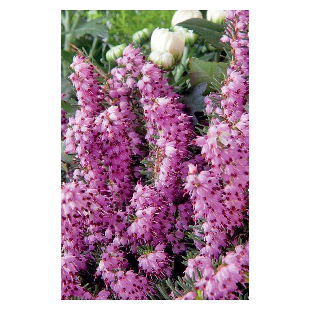 Erica darleyensis hiver : ctr 2 L