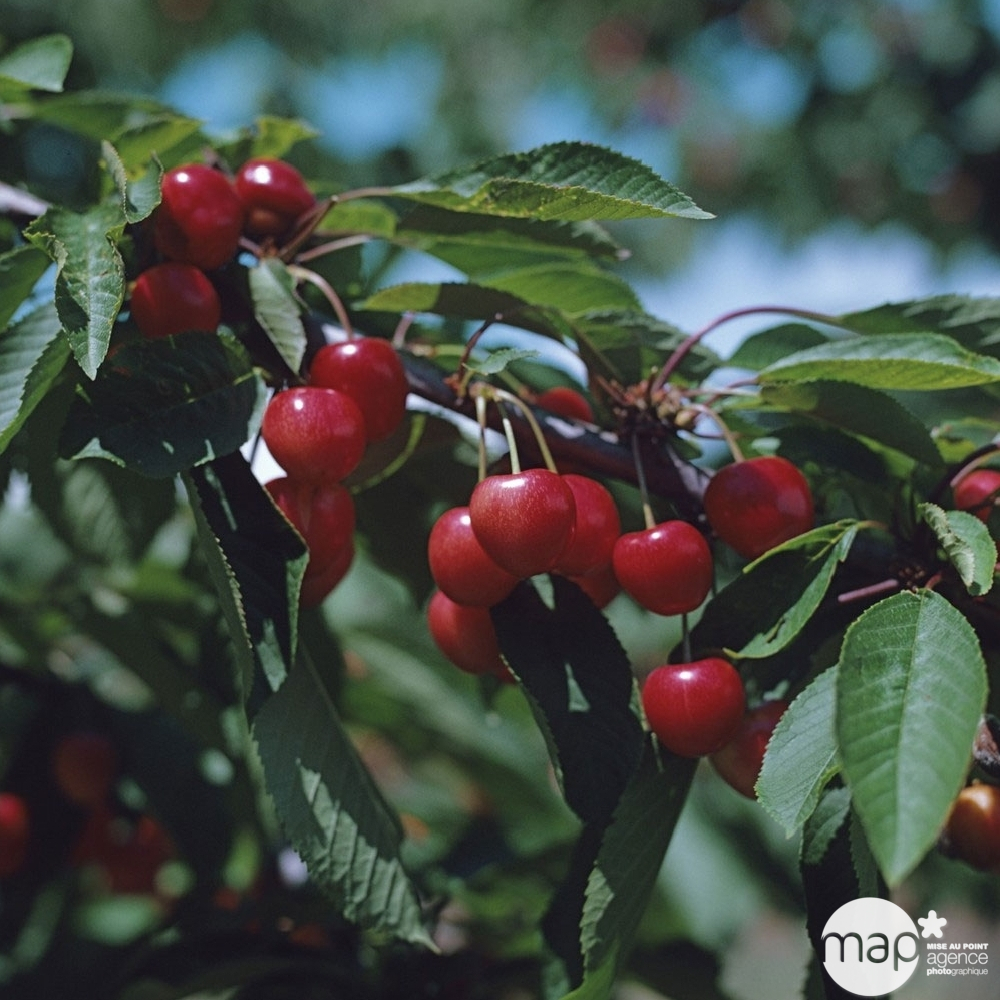 Cerisier Bigarreau Moreau : gobelet 3 ans d'âge ctr 12 litres