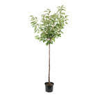 Cerisier Bigarreau Reverchon : ½ tige, 4-5 ans, H 170-180 cm