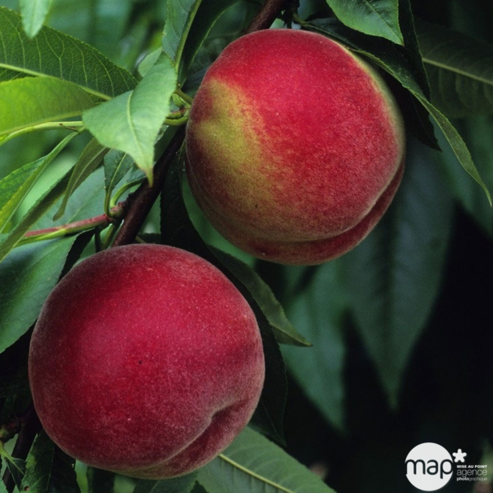 Pêcher à chair blanche Amsden : demi tige ctr 15 litres