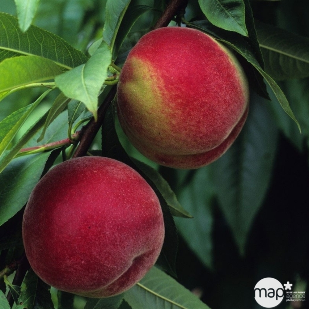 Pêcher à chair blanche Amsden : gobelet 3 ans d'âge