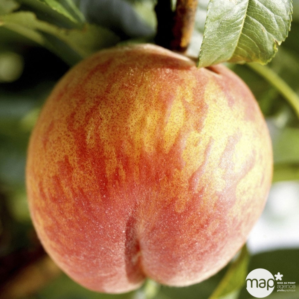 Pêcher Grosse Mignonne : gobelet 3 ans d'âge ctr 12 litres