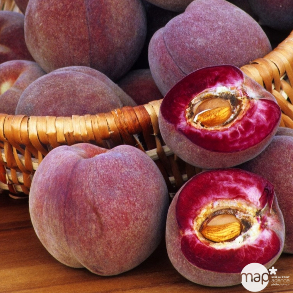 PÃªcher sanguine vineuse: 1/2 tige 2 ans 12L