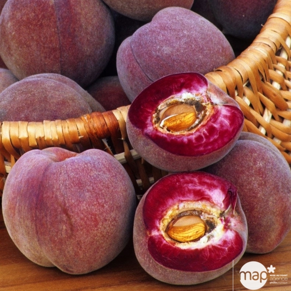 Pêcher Sanguine Vineuse : gobelet 3 ans d'âge ctr 12 litres