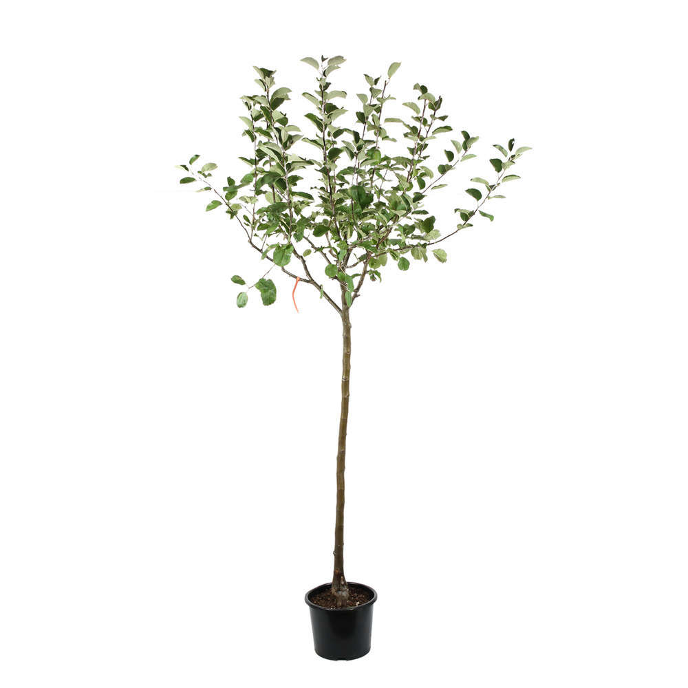 Pommier Story® 'Inored', en 1/2 tige pot 15L