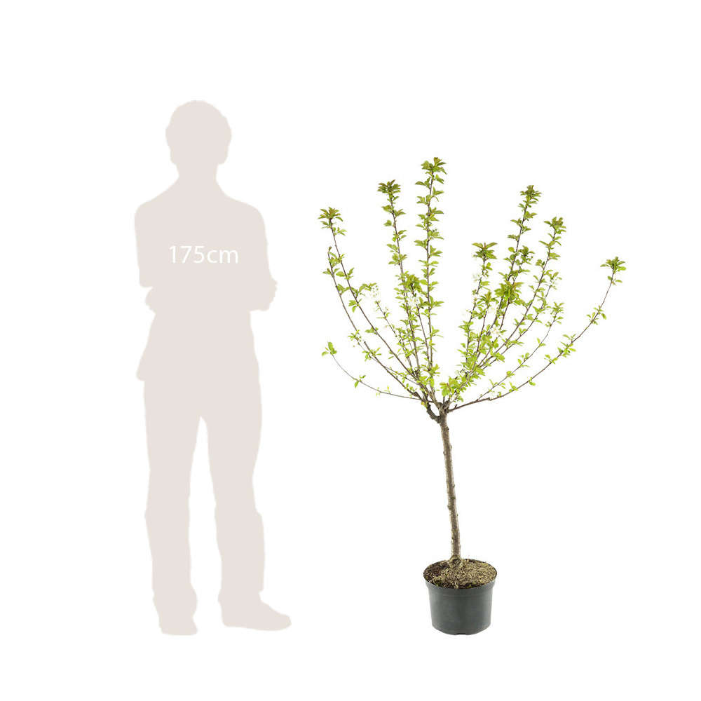 Pommier Belle de Boskoop : gobelet 3 ans d'âge ctr 12 litres