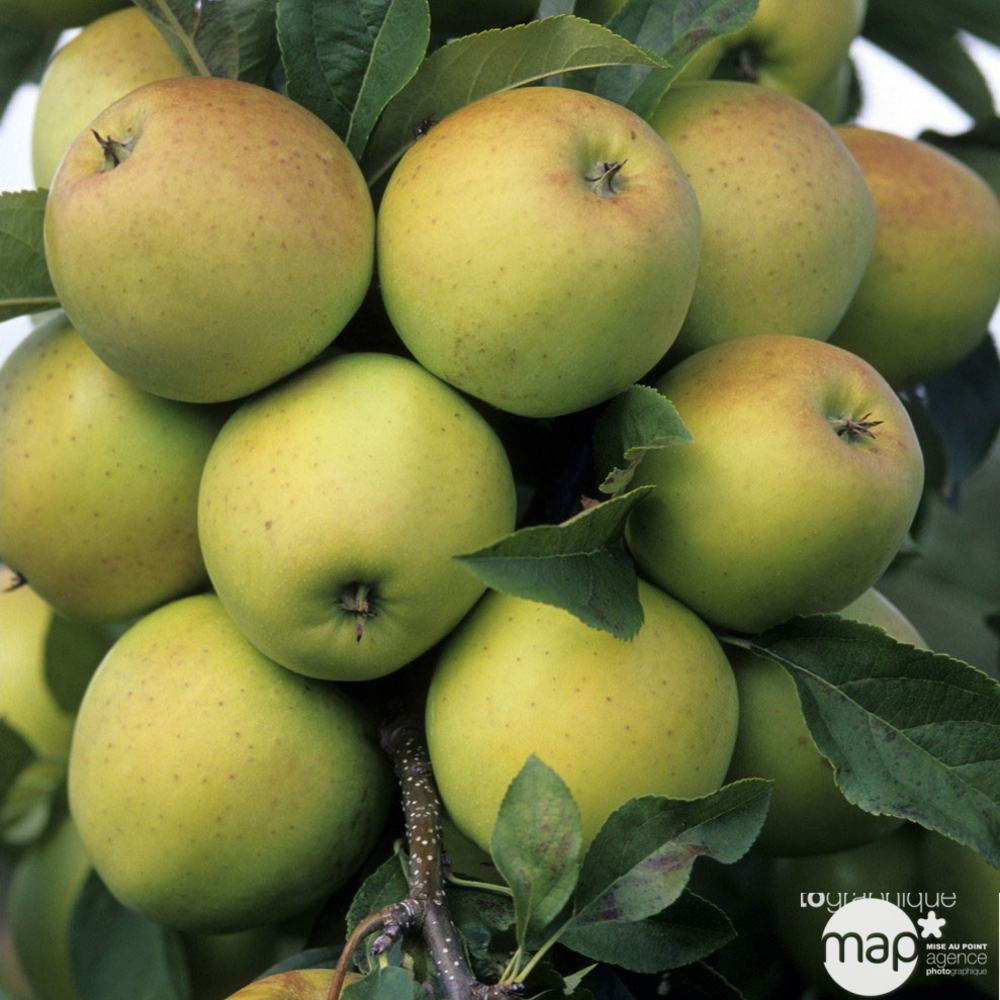 Pommier Golden Delicious : ½ tige, 4-5 ans, H 170-180 cm
