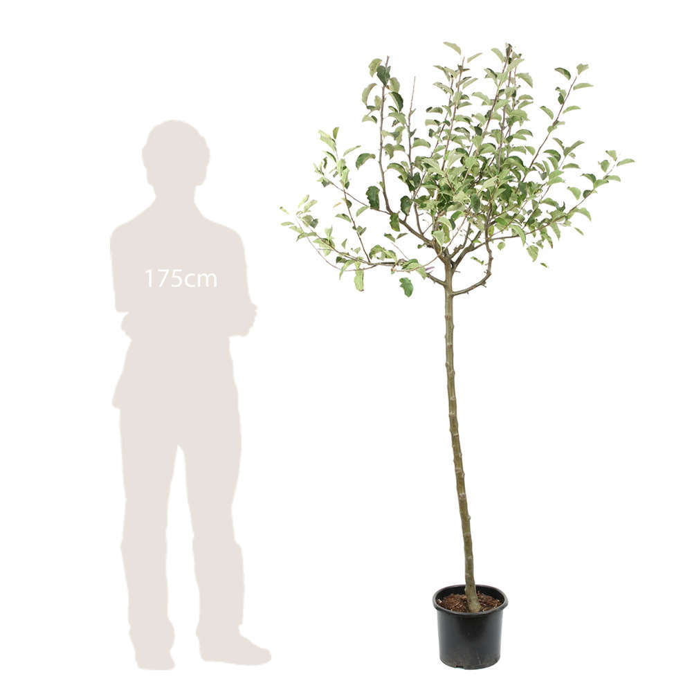 Pommier Jonagold : ½ tige, 4-5 ans, H 170-180 cm