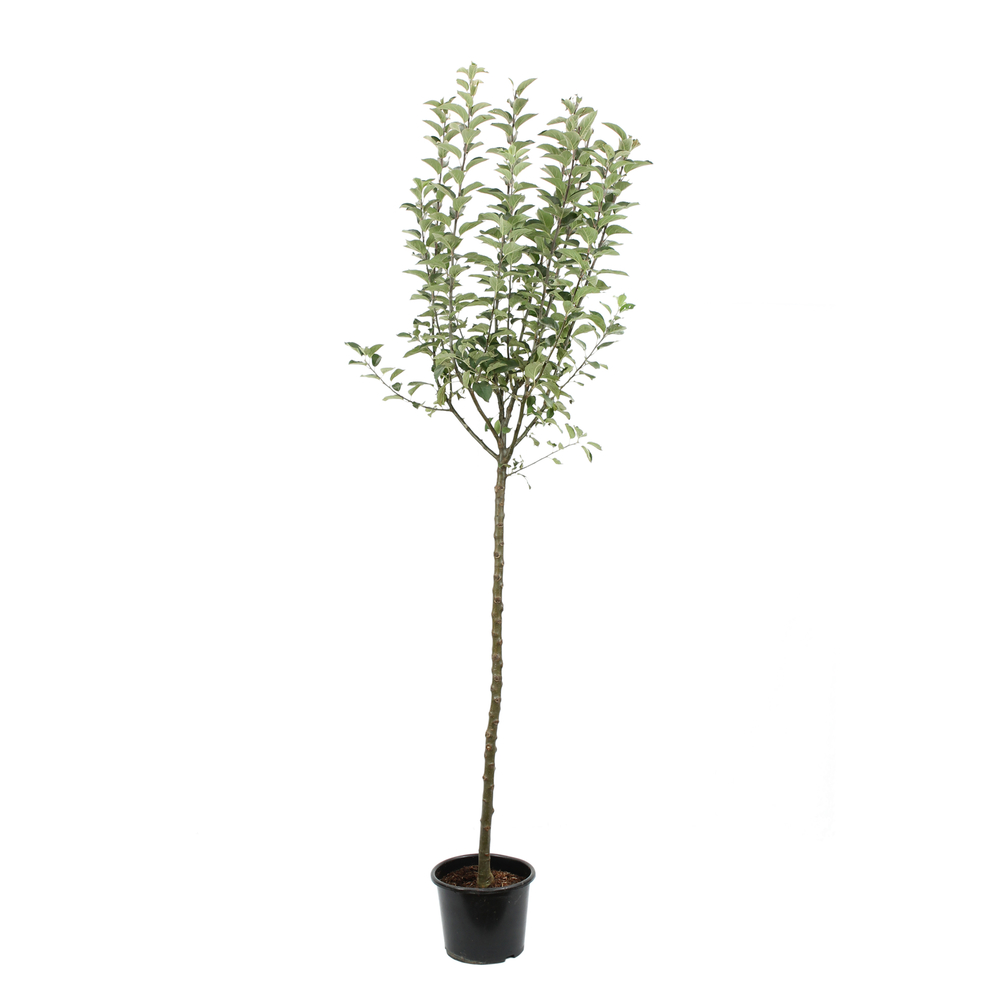Pommier Reine des Reinettes : ½ tige, 4-5 ans, H 170-180 cm POT 15L