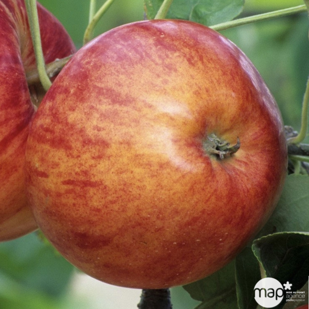 Pommier Reine des Reinettes : gobelet 3 ans d'âge ctr 12 litres