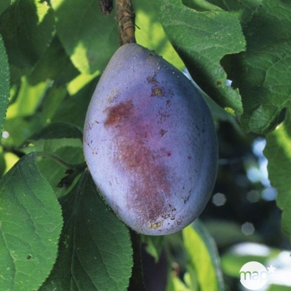 Prunier Quetsche d'Alsace : gobelet 3 ans d'âge ctr 12 litres