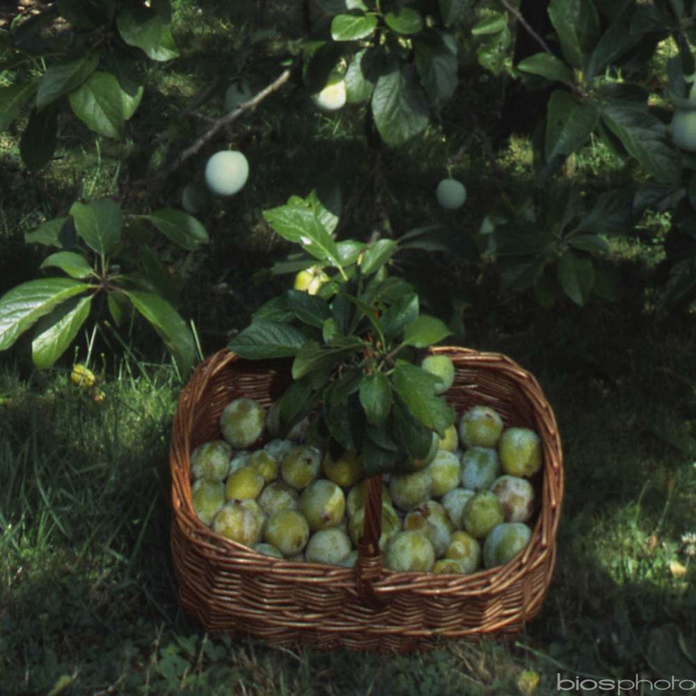 Prunier Reine-Claude d'Oulins : ½ tige, 4-5 ans, H 170-180 cm