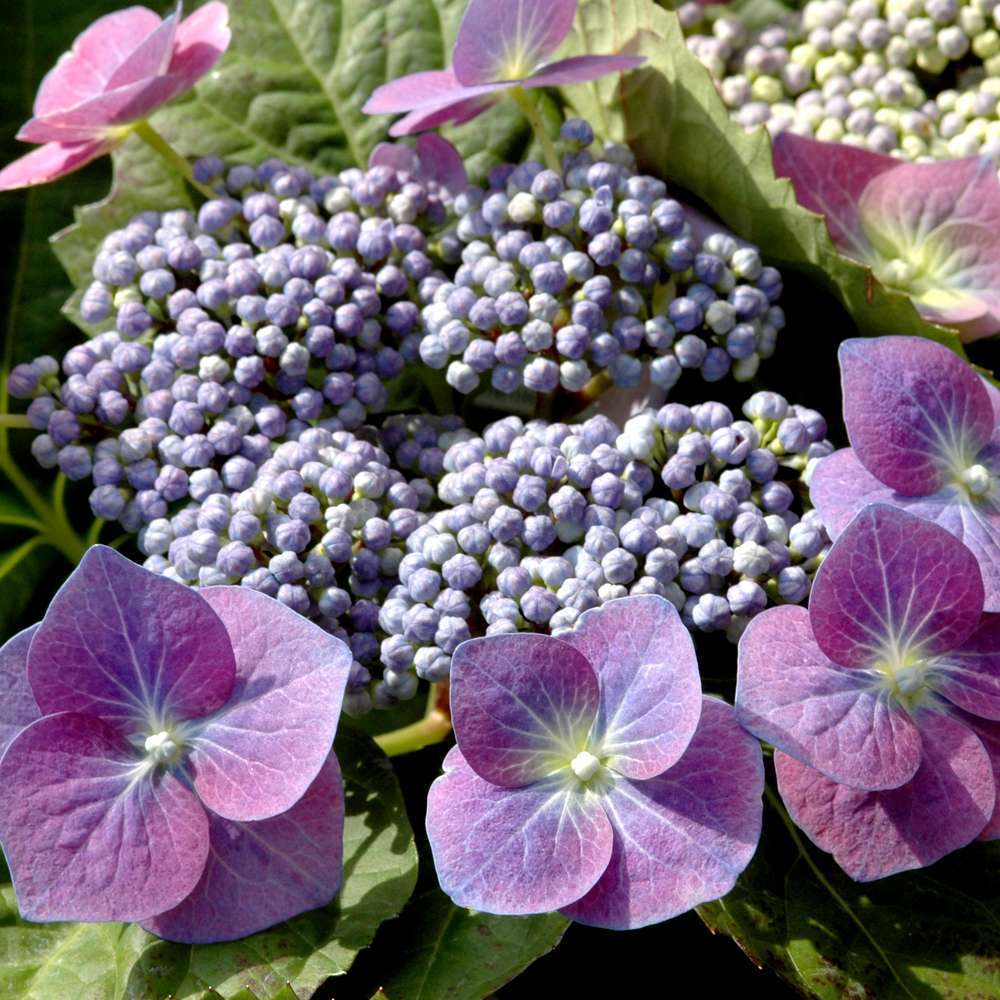 Hydrangea macrophylla, ctr 7 L