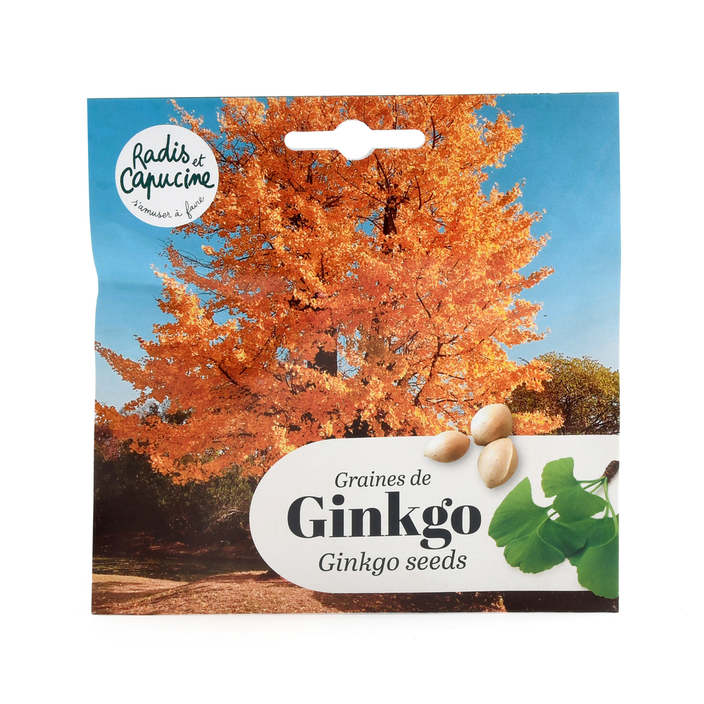 Sachet de graines de Ginkgo biloba de Chine