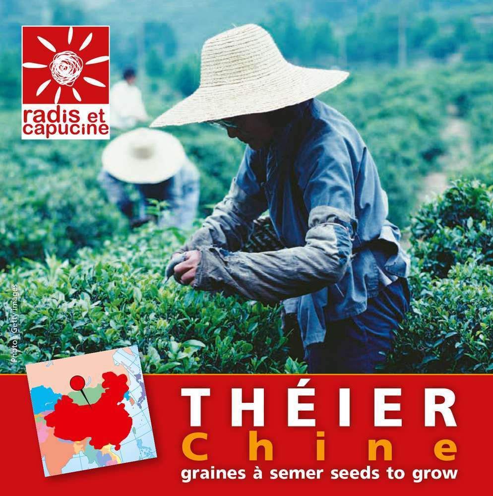 Sachet de graines de Théier de Chine