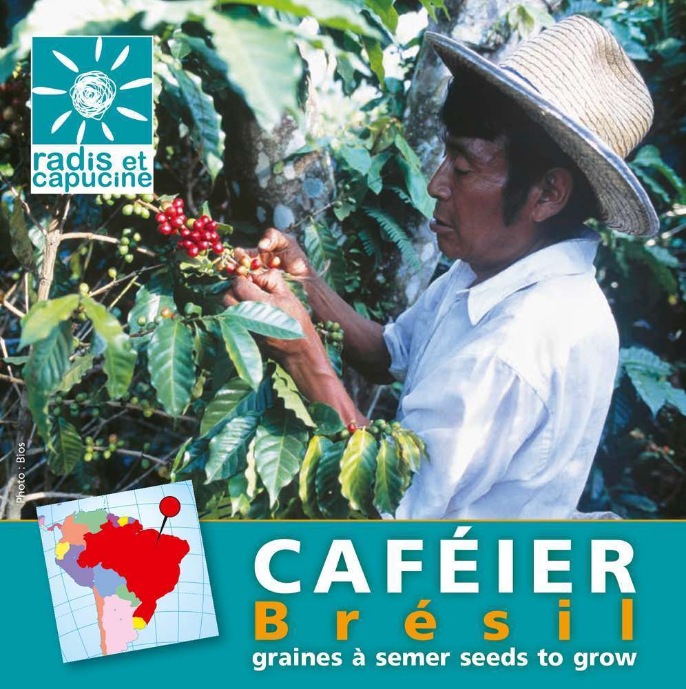Graines du monde à semer Caféier du Brésil