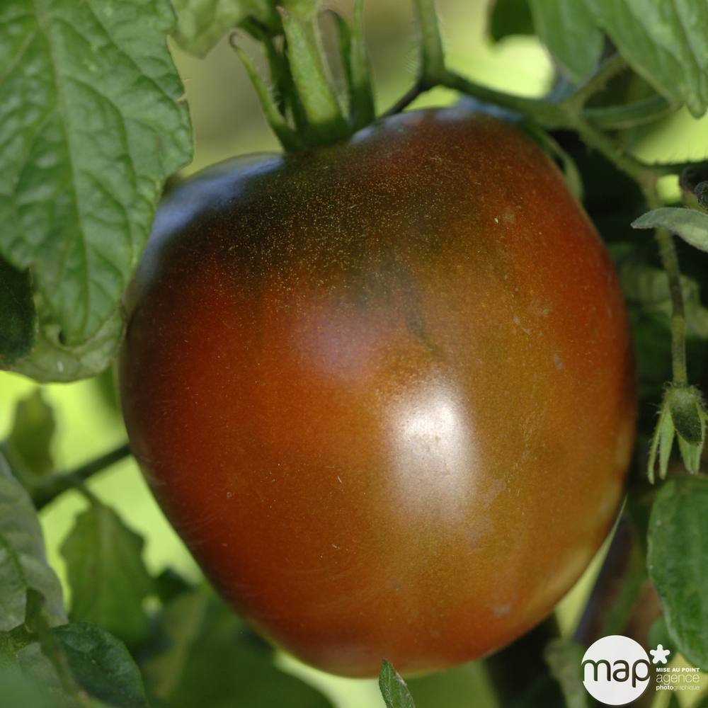 Plants de tomates 'Noire russe' : pot 0,5L