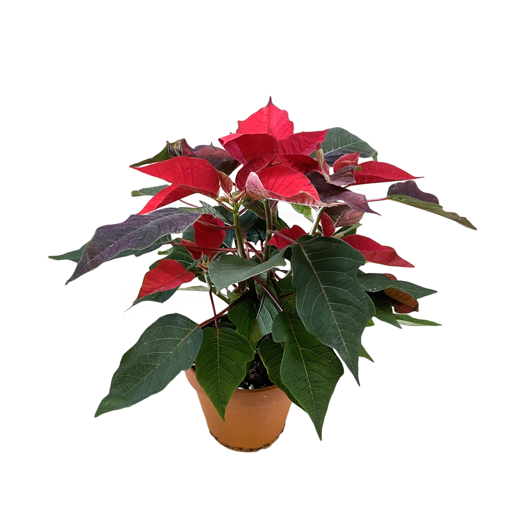 Poinsettia: 3/4 branches petit modÃšle pot