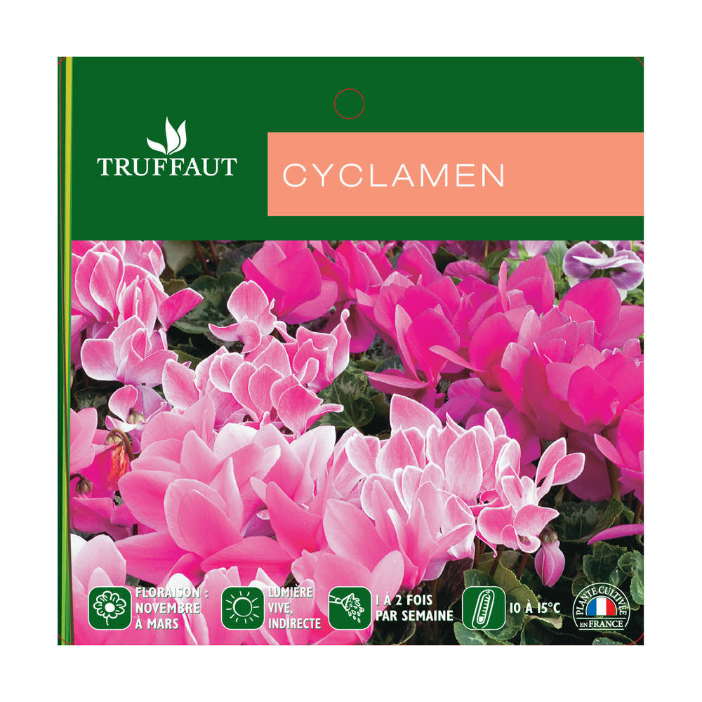 Cyclamen fleuristes: 3 plants moyen modÃšle
