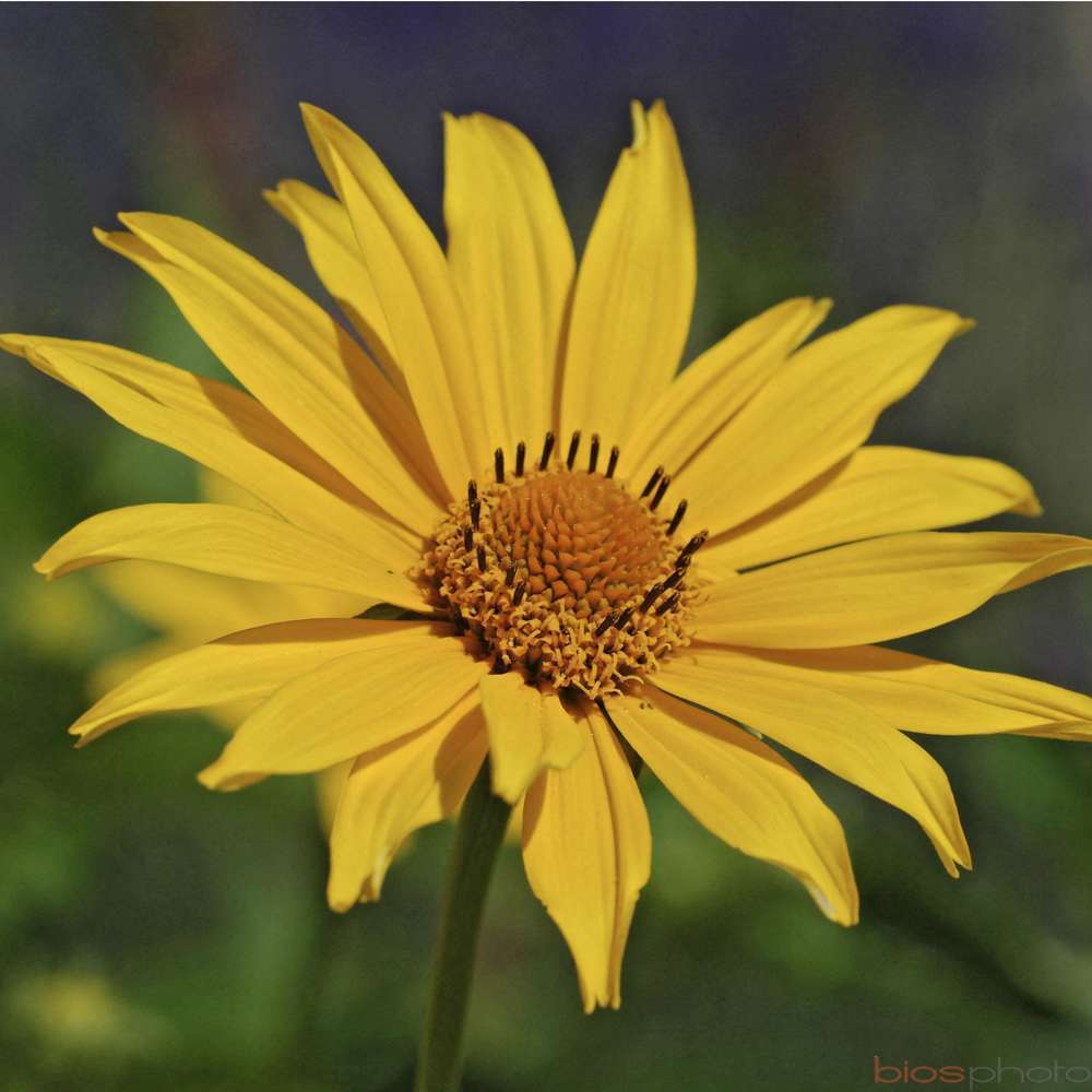 CorÃ©opsis : pot de 2 L