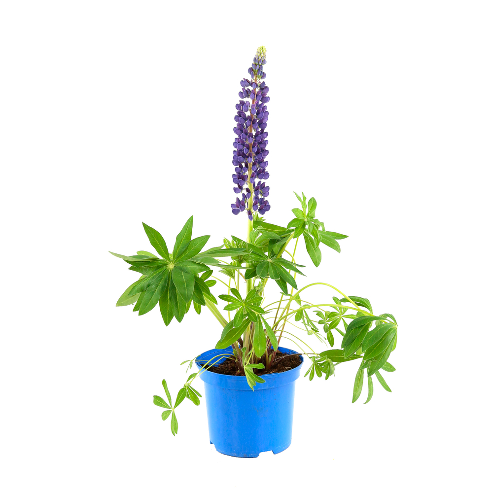 Lupin : C3L - Coloris variables