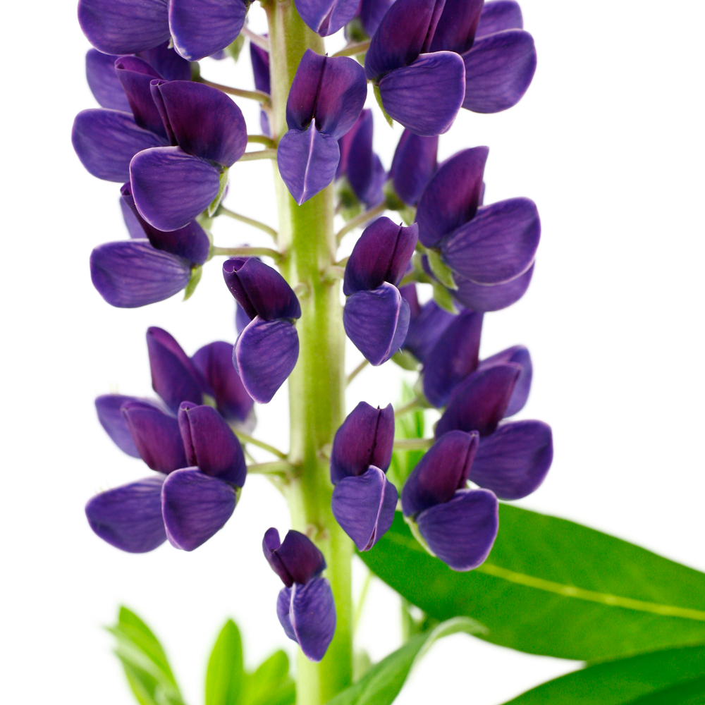 Lupin : conteneur de 6 Litres