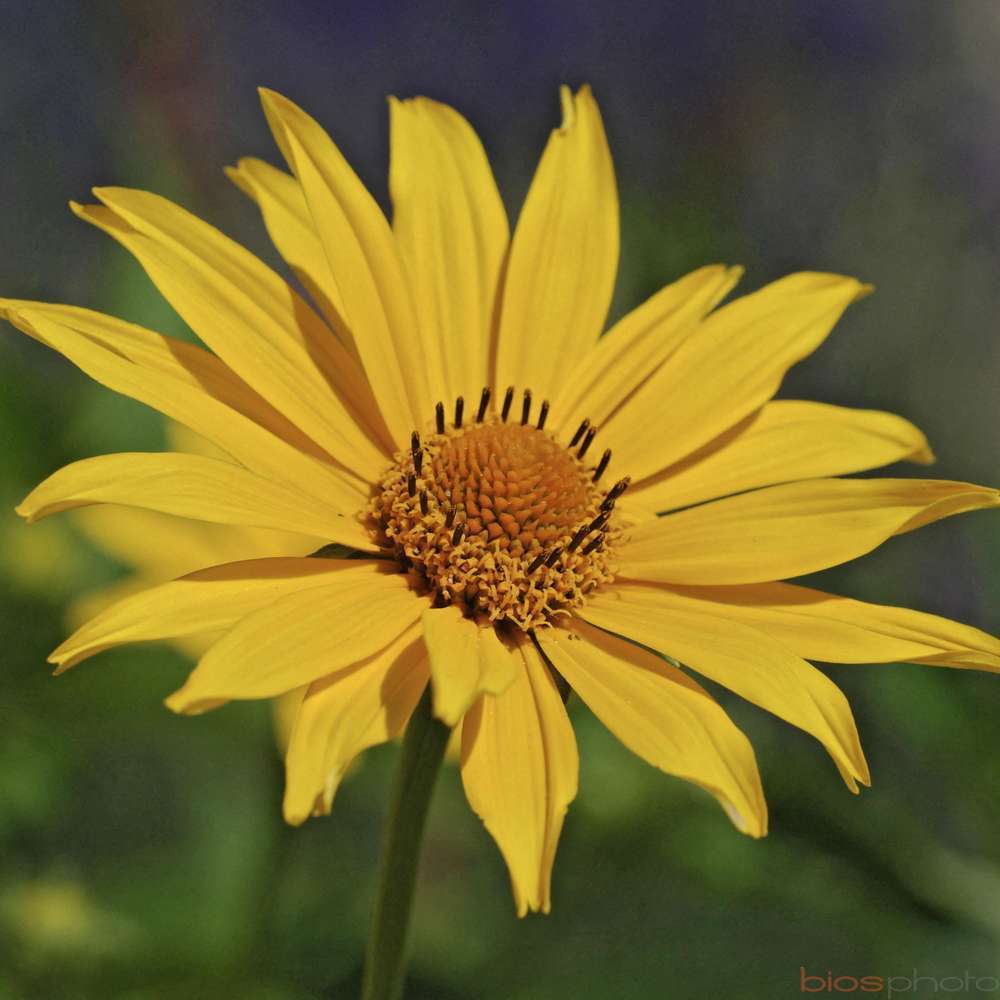 CorÃ©opsis : pot de 2 L