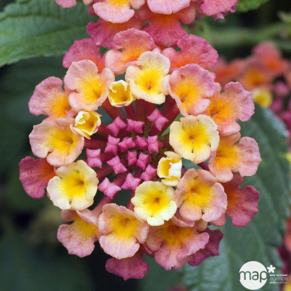 Lantana camara : conteneur de 5 Litres