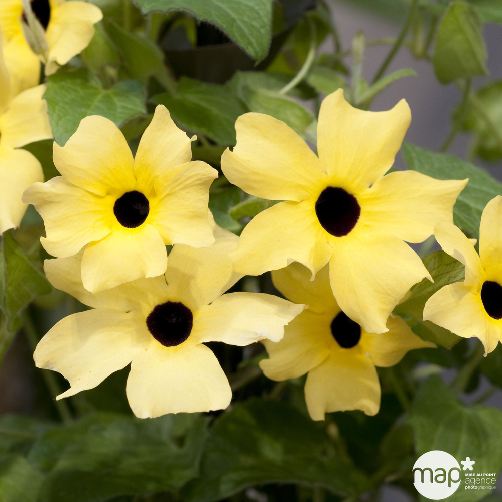 Thunbergia Alata : pot Ø 13 cm ou Ctr 1 litre