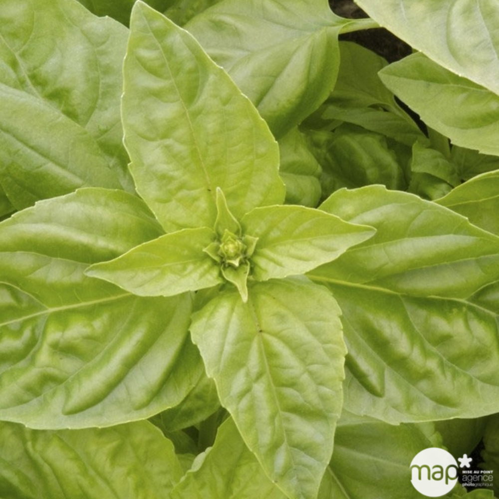 Plant de basilic 'Feuille de Salade' : pot de 1 litre
