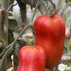 Plant de tomate 'Andine Cornue' : pot de 0,5 litre