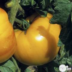 Plant de tomate 'Ananas' : pot de 0,5 litre