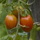 Plant de tomate cerise 'Brin de Muguet' : pot de 0,5 litre