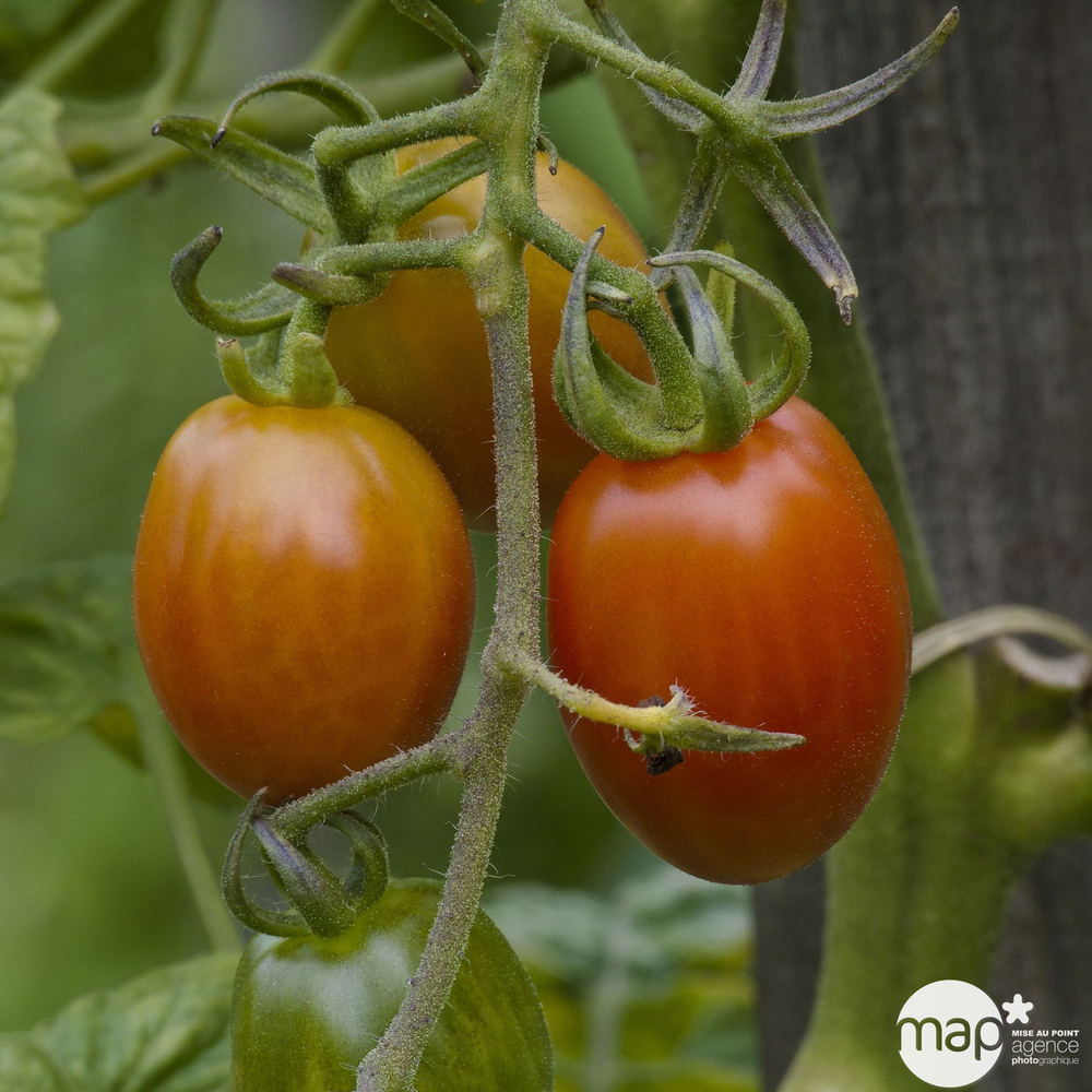 Plant de tomate cerise 'Brin de Muguet' : pot de 0,5 litre